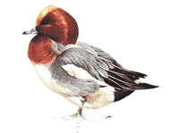 Canard siffleur. Dessin. Cliquer pour agrandir l'image.