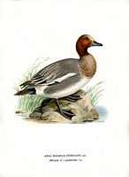 Canard siffleur. Planche d'identification von Wright. Cliquer pour agrandir l'image.