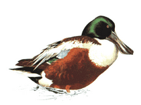 Canard souchet. Cliquer pour agrandir l'image.