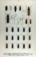 Cantharidés. Planche d'identification reitter 108. Cliquer pour agrandir l'image.