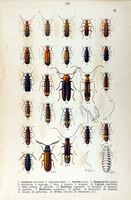 Cantharidés. Planche d'identification reitter 109. Cliquer pour agrandir l'image.