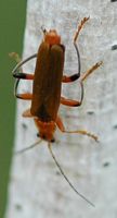 Cantharis livida. Côtes de Clermont. Cliquer pour agrandir l'image.