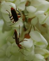 Cantharis livida. Sur robinier, Côtes de Clermont. Cliquer pour agrandir l'image.