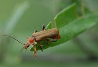 Cantharis livida. Sur saule, Côtes de Clermont. Cliquer pour agrandir l'image.