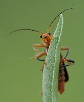 Cantharis livida. Sur saule, Côtes de Clermont. Cliquer pour agrandir l'image.