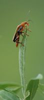 Cantharis livida. Sur saule, Côtes de Clermont. Cliquer pour agrandir l'image.