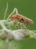 Cantharis livida. Sur saule, Côtes de Clermont. Cliquer pour agrandir l'image.