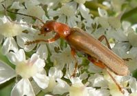 Cantharis livida. Cliquer pour agrandir l'image.