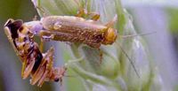 Cantharis livida. Accouplement. Cliquer pour agrandir l'image.