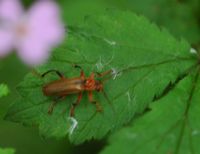 Cantharis livida. Côtes de Clermont. Cliquer pour agrandir l'image.