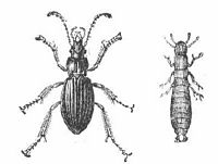 Carabe doré. Dessin adulte et larve. Cliquer pour agrandir l'image.