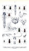 Carabidés. Planche d'identification Reitter. Cliquer pour agrandir l'image.