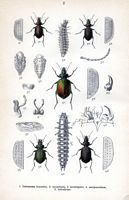 Carabidés. Planche d'identification Reitter. Cliquer pour agrandir l'image.