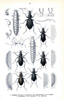 Carabidés. Planche d'identification Reitter. Cliquer pour agrandir l'image.