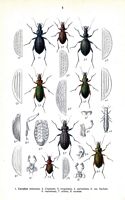 Carabidés. Planche d'identification Reitter. Cliquer pour agrandir l'image.