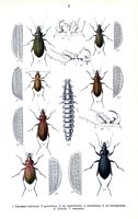 Carabidés. Planche d'identification Reitter. Cliquer pour agrandir l'image.