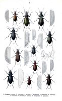 Carabidés. Planche d'identification Reitter. Cliquer pour agrandir l'image.