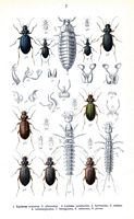 Carabidés. Planche d'identification Reitter. Cliquer pour agrandir l'image.