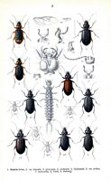 Carabidés. Planche d'identification Reitter. Cliquer pour agrandir l'image.