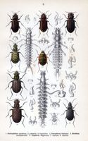 Carabidés. Planche d'identification Reitter. Cliquer pour agrandir l'image.