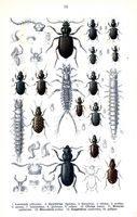 Carabidés. Planche d'identification Reitter. Cliquer pour agrandir l'image.