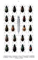Carabidés. Planche d'identification Reitter. Cliquer pour agrandir l'image.