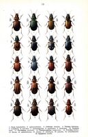 Carabidés. Planche d'identification Reitter. Cliquer pour agrandir l'image.