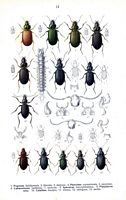 Carabidés. Planche d'identification Reitter. Cliquer pour agrandir l'image.