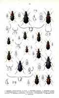 Carabidés. Planche d'identification Reitter. Cliquer pour agrandir l'image.