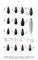 Carabidés. Planche d'identification Reitter. Cliquer pour agrandir l'image.