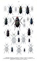 Carabidés. Planche d'identification Reitter. Cliquer pour agrandir l'image.