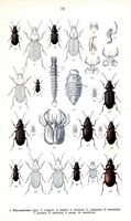 Carabidés. Planche d'identification Reitter. Cliquer pour agrandir l'image.