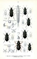 Carabidés. Planche d'identification Reitter. Cliquer pour agrandir l'image.