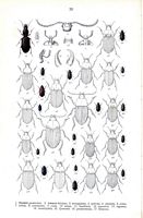Carabidés. Planche d'identification Reitter. Cliquer pour agrandir l'image.