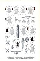 Carabidés. Planche d'identification Reitter. Cliquer pour agrandir l'image.