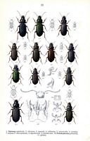Carabidés. Planche d'identification Reitter. Cliquer pour agrandir l'image.