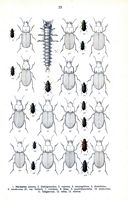 Carabidés. Planche d'identification Reitter. Cliquer pour agrandir l'image.