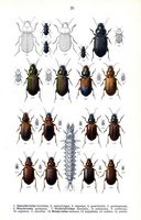 Carabidés. Planche d'identification Reitter. Cliquer pour agrandir l'image.