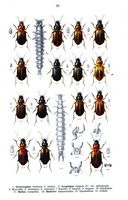 Carabidés. Planche d'identification Reitter. Cliquer pour agrandir l'image.