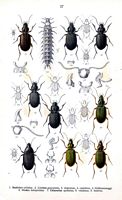 Carabidés. Planche d'identification Reitter. Cliquer pour agrandir l'image.