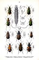 Carabidés. Planche d'identification Reitter. Cliquer pour agrandir l'image.