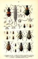 Carabidés. Planche d'identification Reitter. Cliquer pour agrandir l'image.