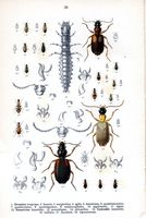 Carabidés. Planche d'identification Reitter. Cliquer pour agrandir l'image.