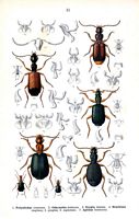 Carabidés. Planche d'identification Reitter. Cliquer pour agrandir l'image.