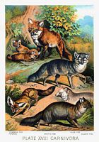 Carnivores. Peinture. Cliquer pour agrandir l'image.