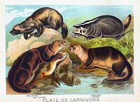 Carnivores. Peinture. Cliquer pour agrandir l'image.
