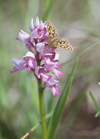 Carte géographique. Sur un orchis. Cliquer pour agrandir l'image.