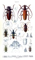 Cérambycidés. Planche d'identification Reitter. Cliquer pour agrandir l'image.