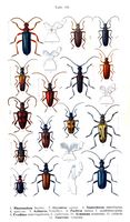 Cérambycidés. Planche d'identification Reitter. Cliquer pour agrandir l'image.
