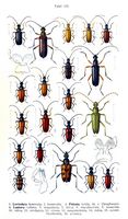 Cérambycidés. Planche d'identification Reitter. Cliquer pour agrandir l'image.